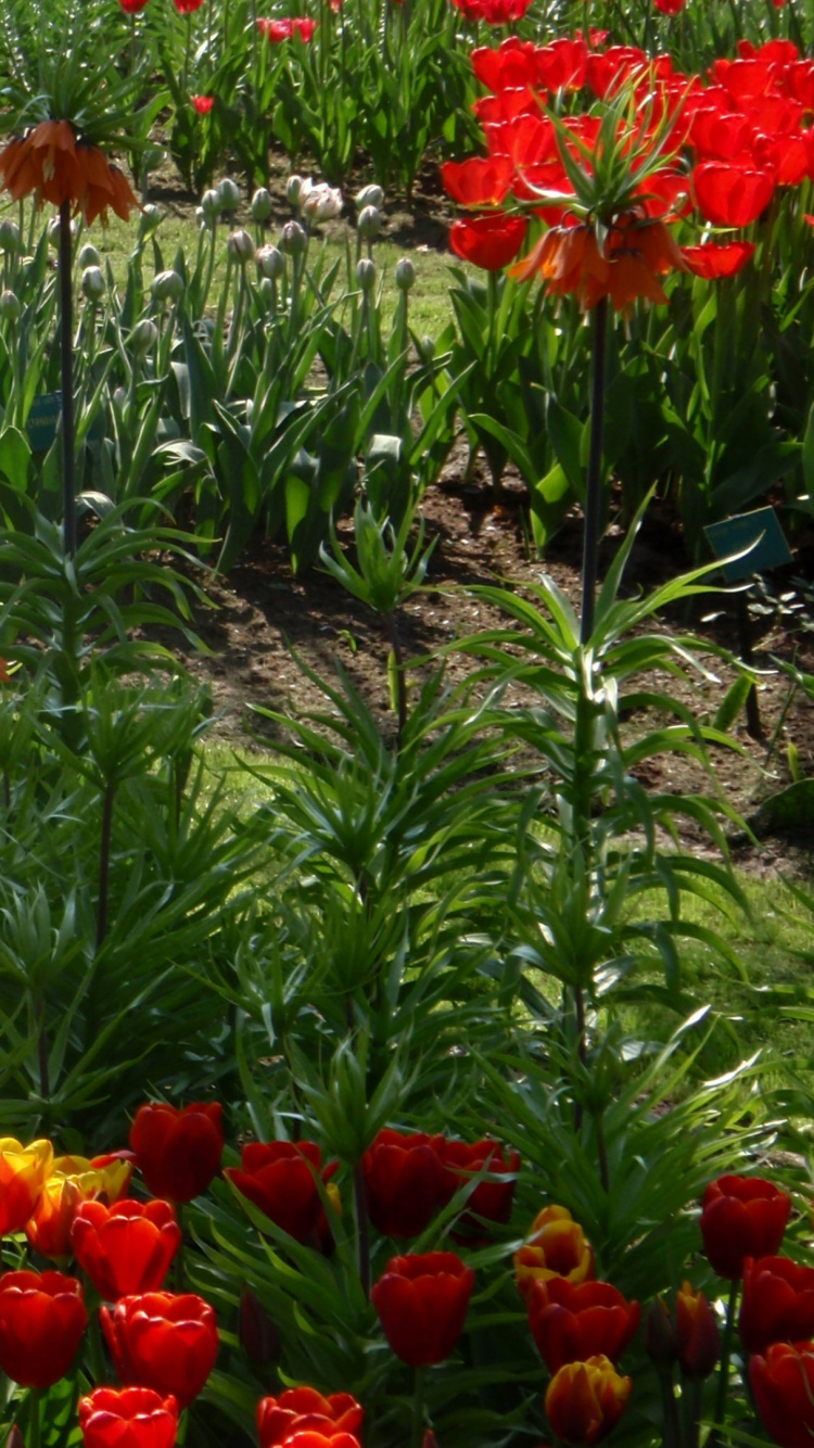 Обои кекенхоф, сад, цветник, тюльпаны, цветковое растение в разрешении 750x1334