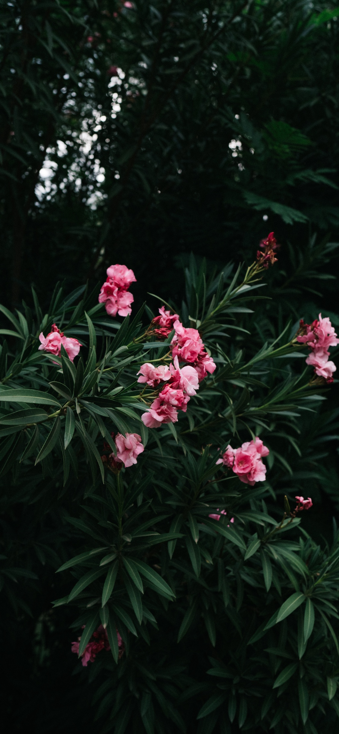 Обои цветок, цветковое растение, лепесток, растение, ботаники в разрешении 1125x2436