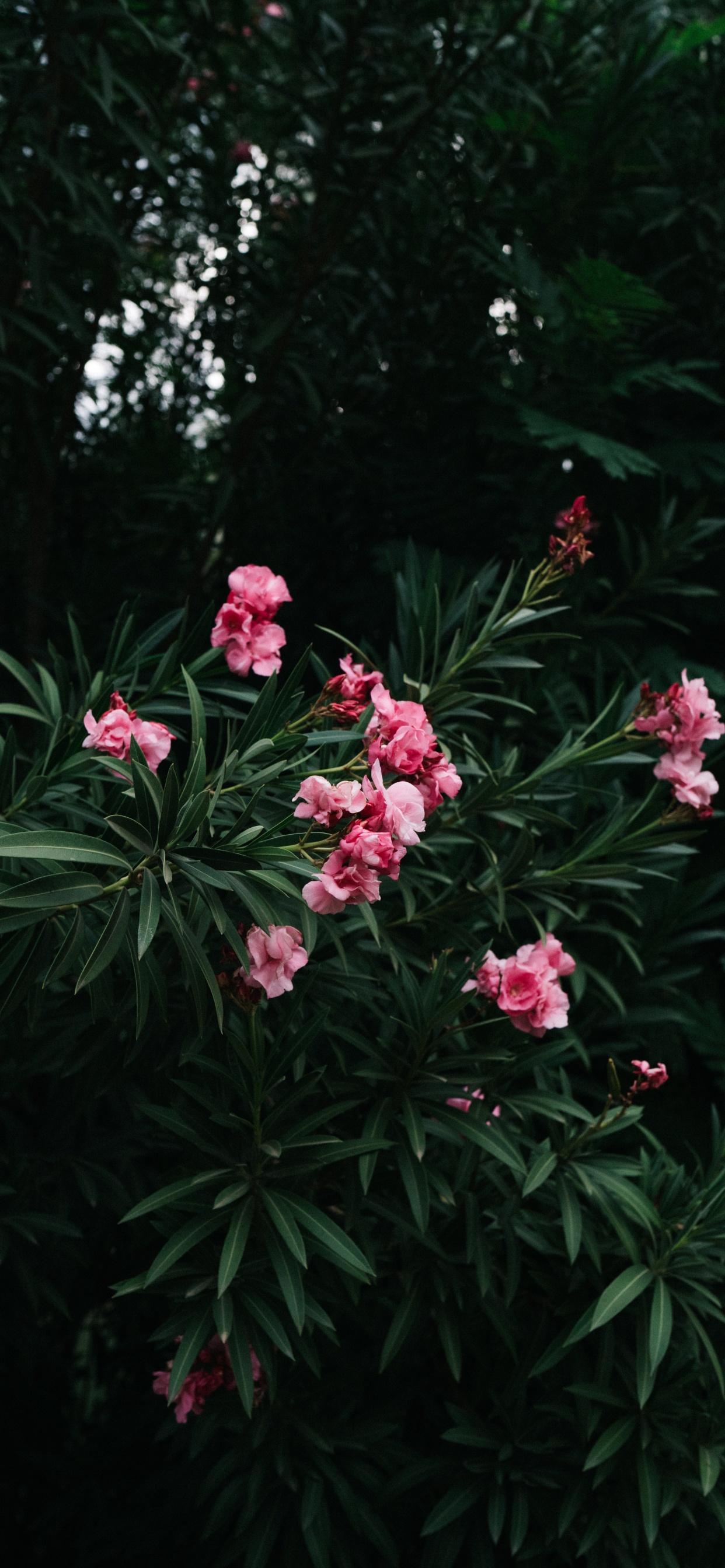 Обои цветок, цветковое растение, лепесток, растение, ботаники в разрешении 1242x2688