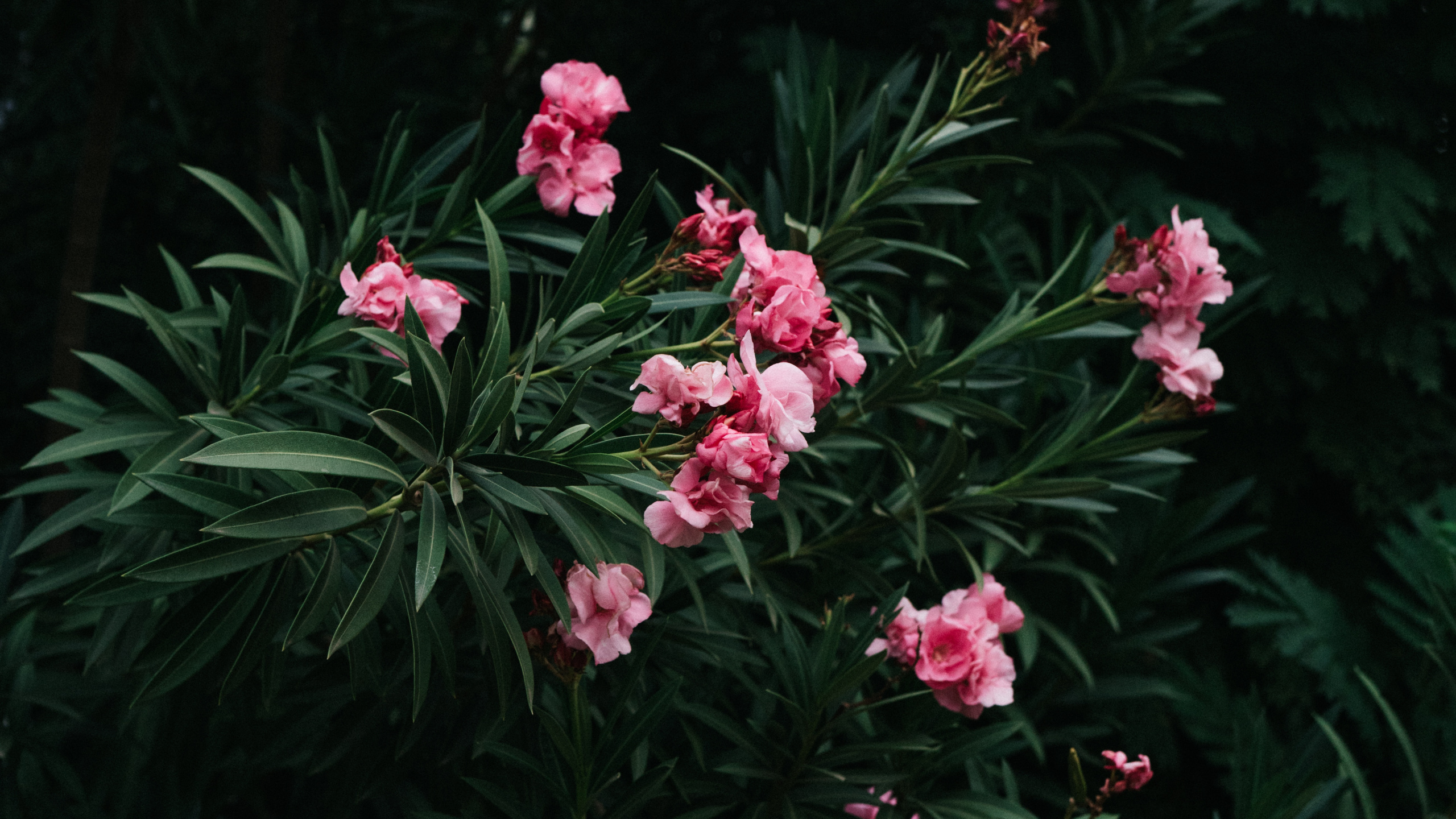 Обои цветок, цветковое растение, лепесток, растение, ботаники в разрешении 2560x1440