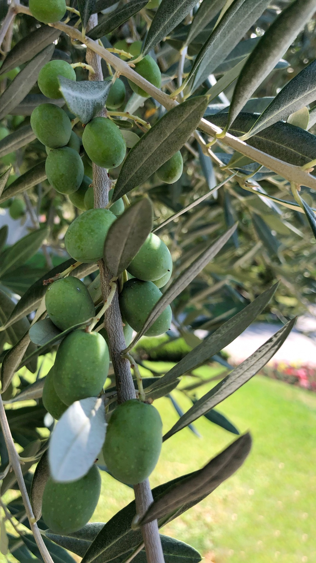 Обои оливка, фруктовое дерево, биология, наука, продукция в разрешении 1080x1920