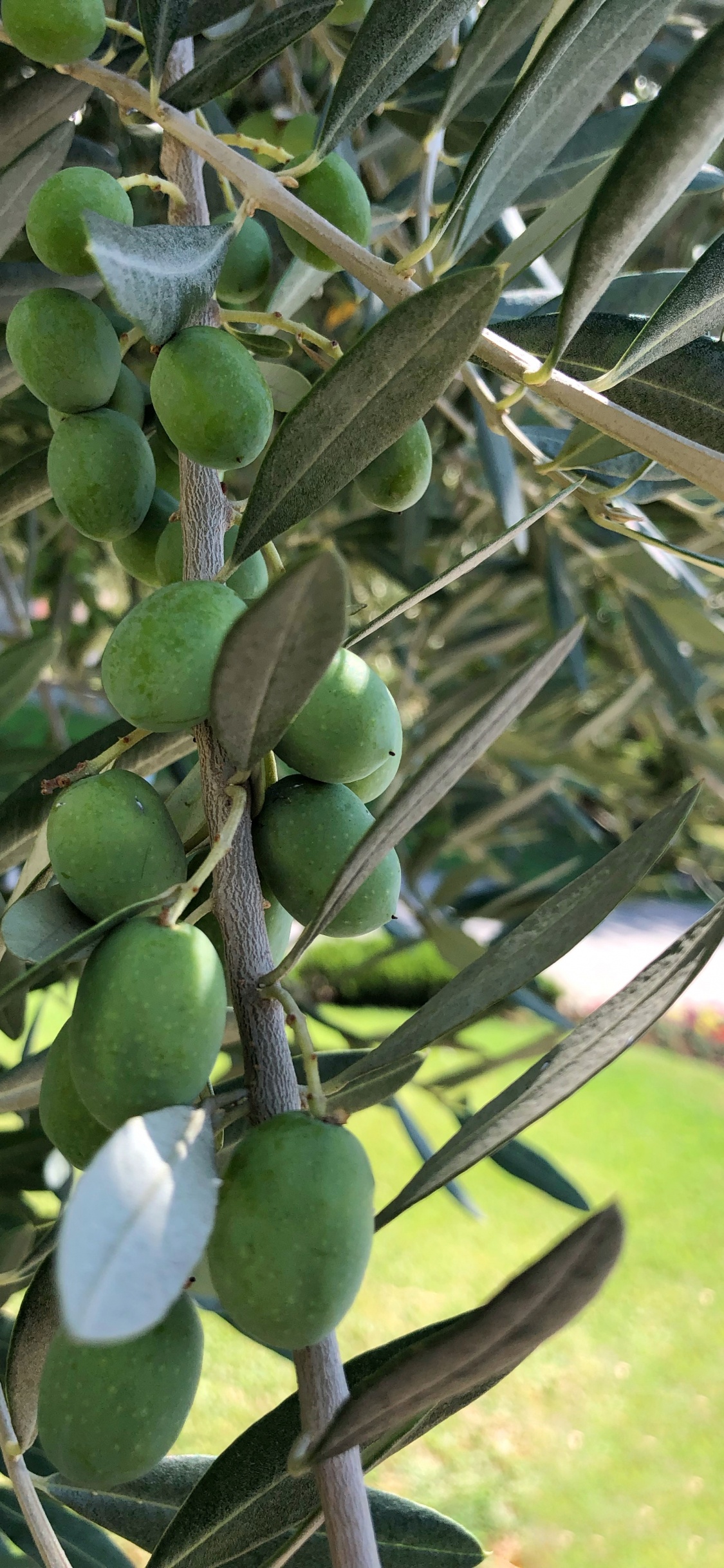 Обои оливка, фруктовое дерево, биология, наука, продукция в разрешении 1125x2436