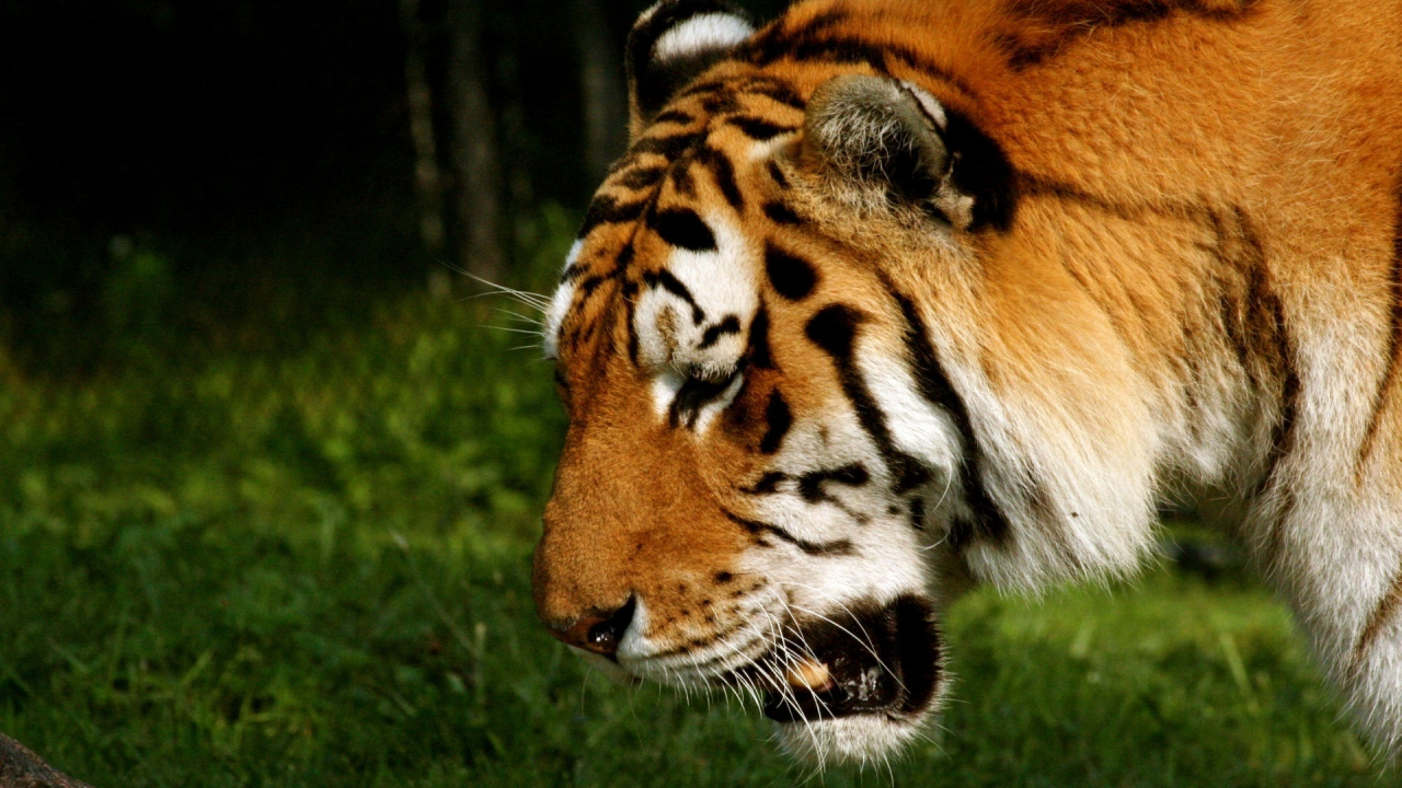 Обои тигр, большая кошка, Амурский тигр, наземные животные, бенгальский тигр в разрешении 1280x720