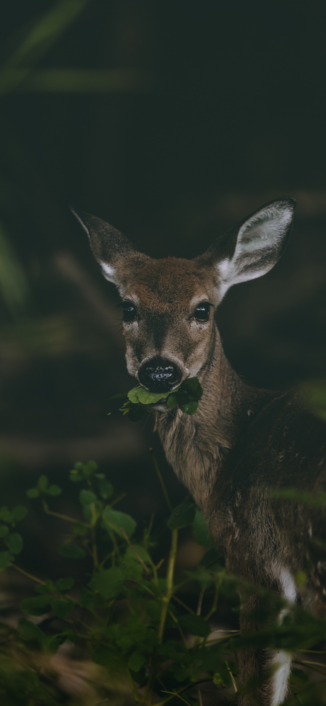 Обои олень, живая природа, природа, косуля, наземные животные в разрешении 1125x2436