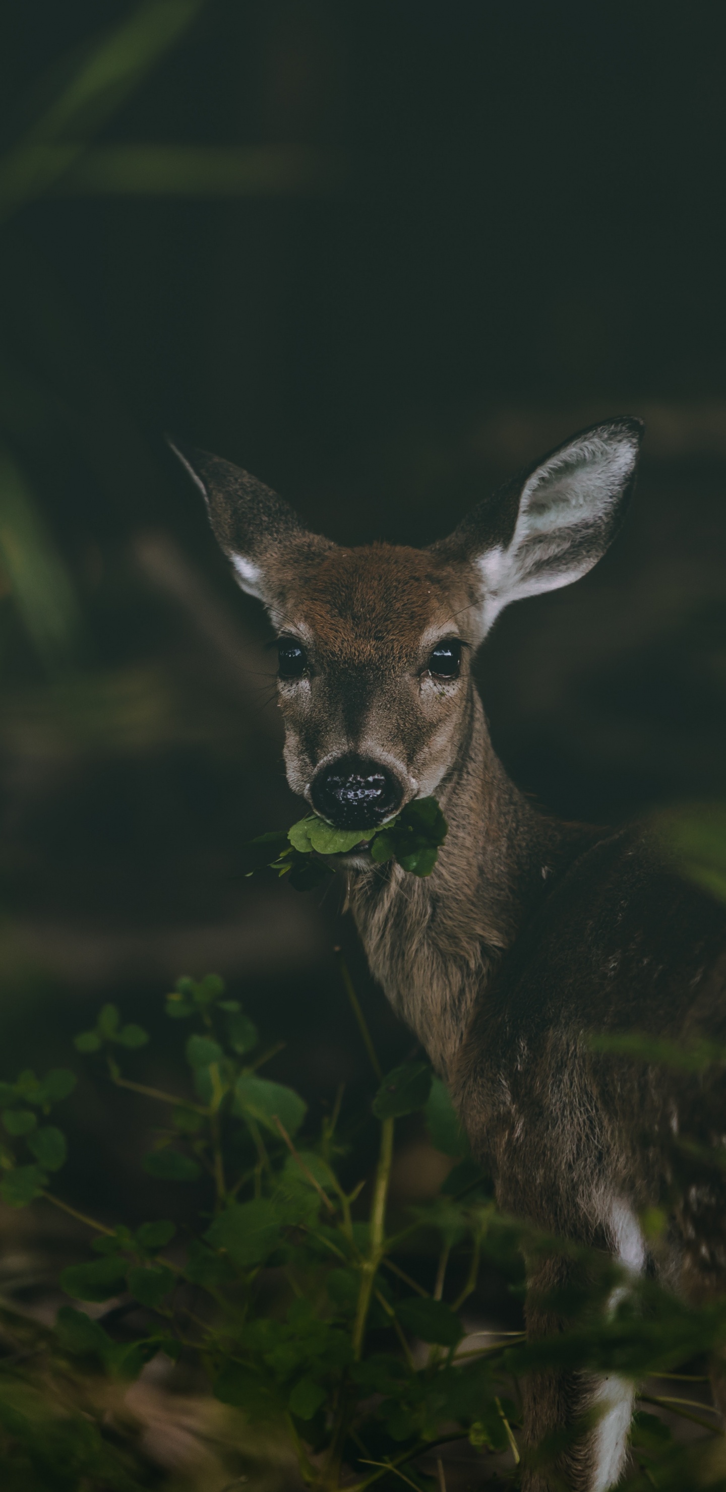 Обои олень, живая природа, природа, косуля, наземные животные в разрешении 1440x2960