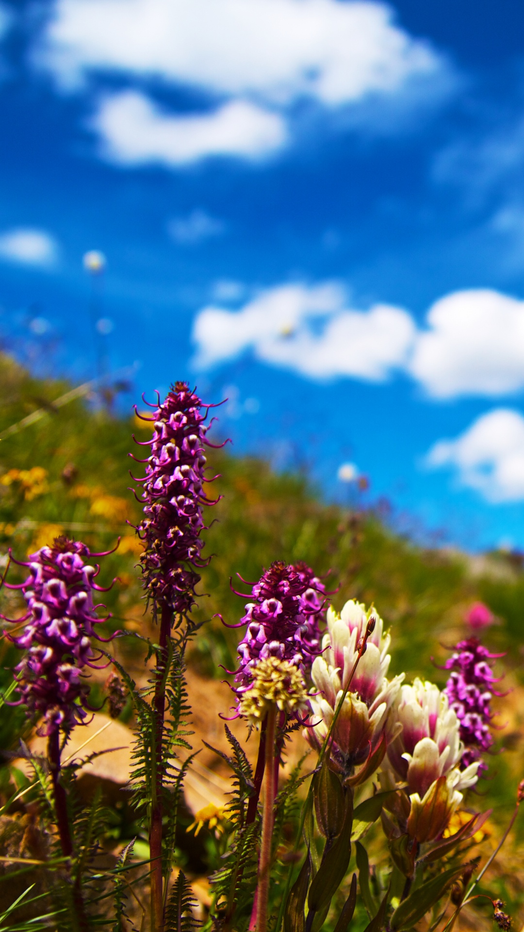 Обои цветок, природный ландшафт, природа, луг, окружающая среда в разрешении 1080x1920