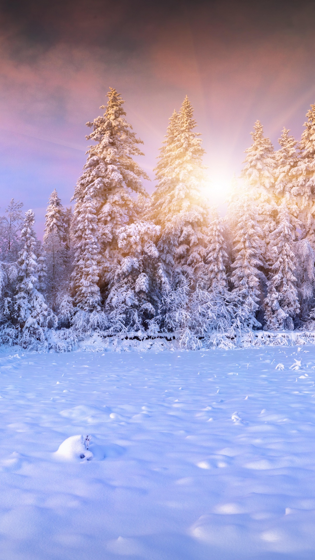 Обои лес, пихта, зима, дерево, снег в разрешении 1080x1920