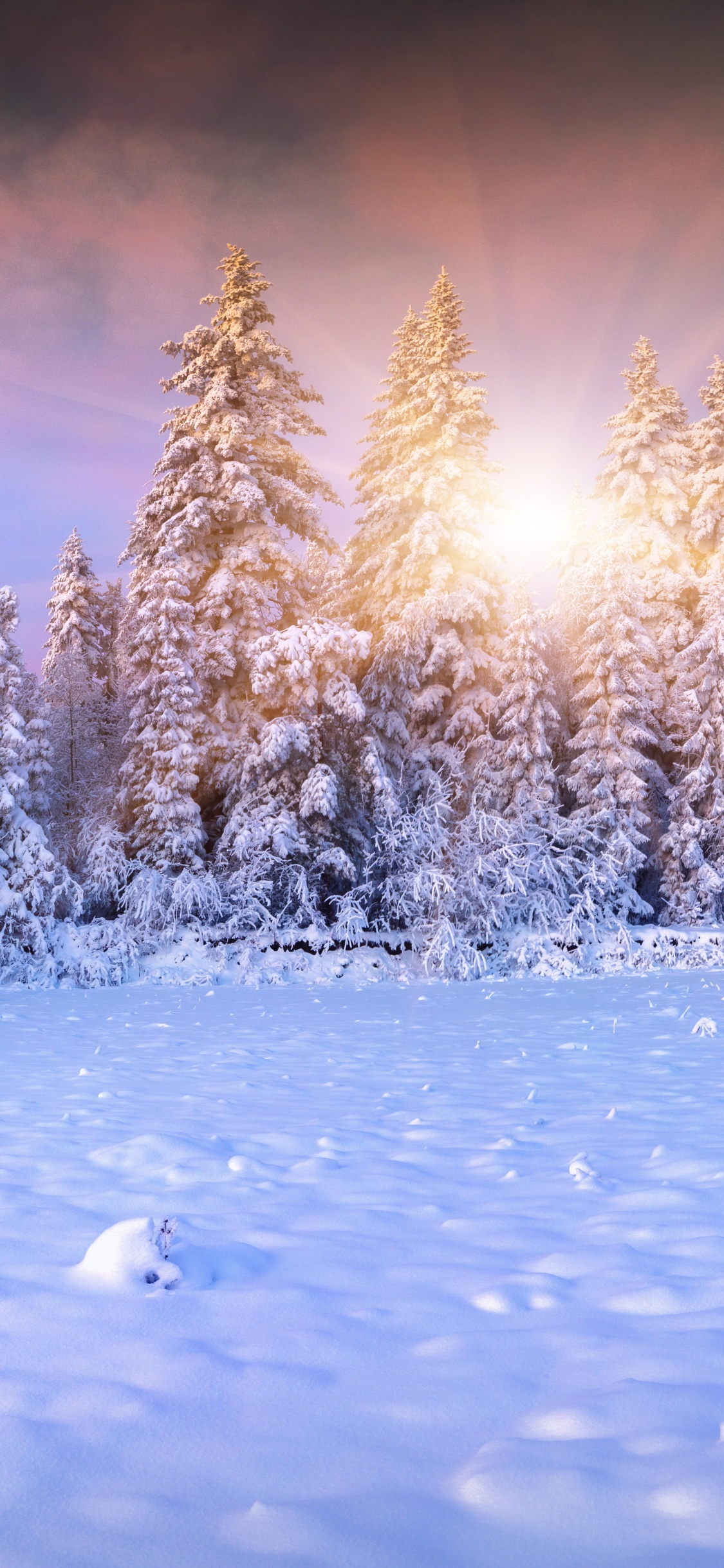 Обои лес, пихта, зима, дерево, снег в разрешении 1125x2436