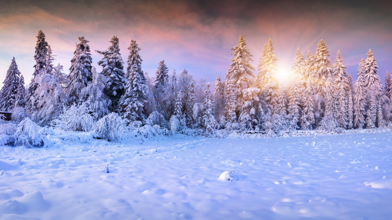 Обои лес, пихта, зима, дерево, снег в разрешении 1366x768