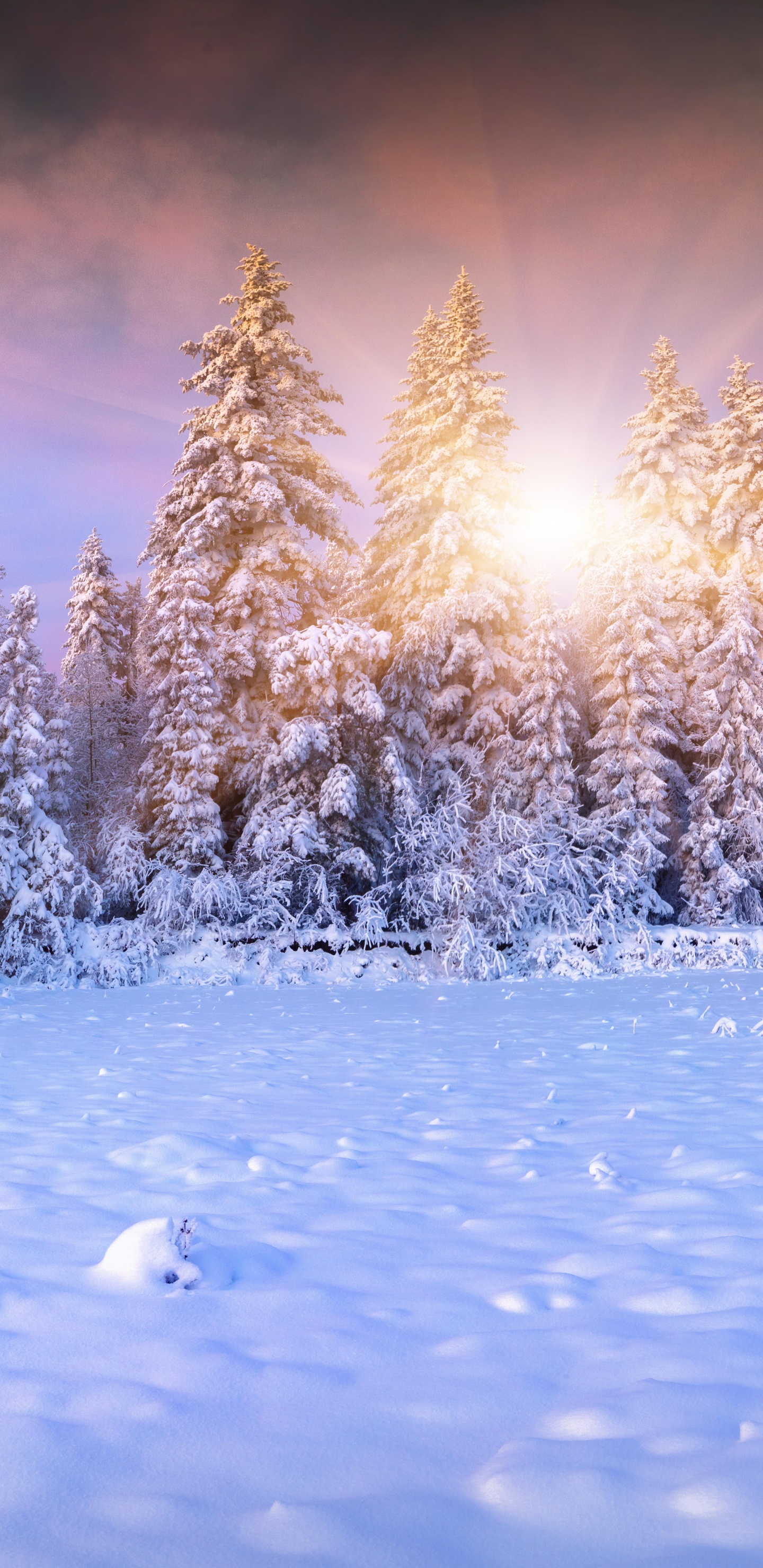 Обои лес, пихта, зима, дерево, снег в разрешении 1440x2960