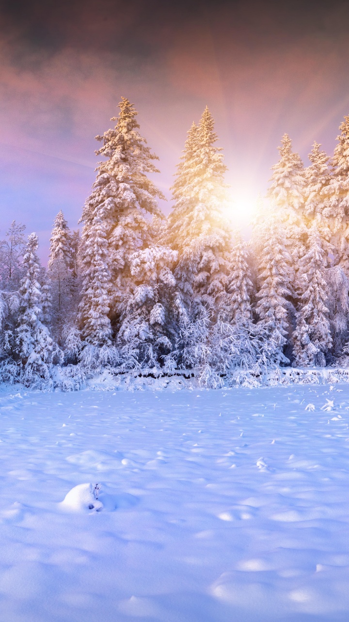Обои лес, пихта, зима, дерево, снег в разрешении 720x1280