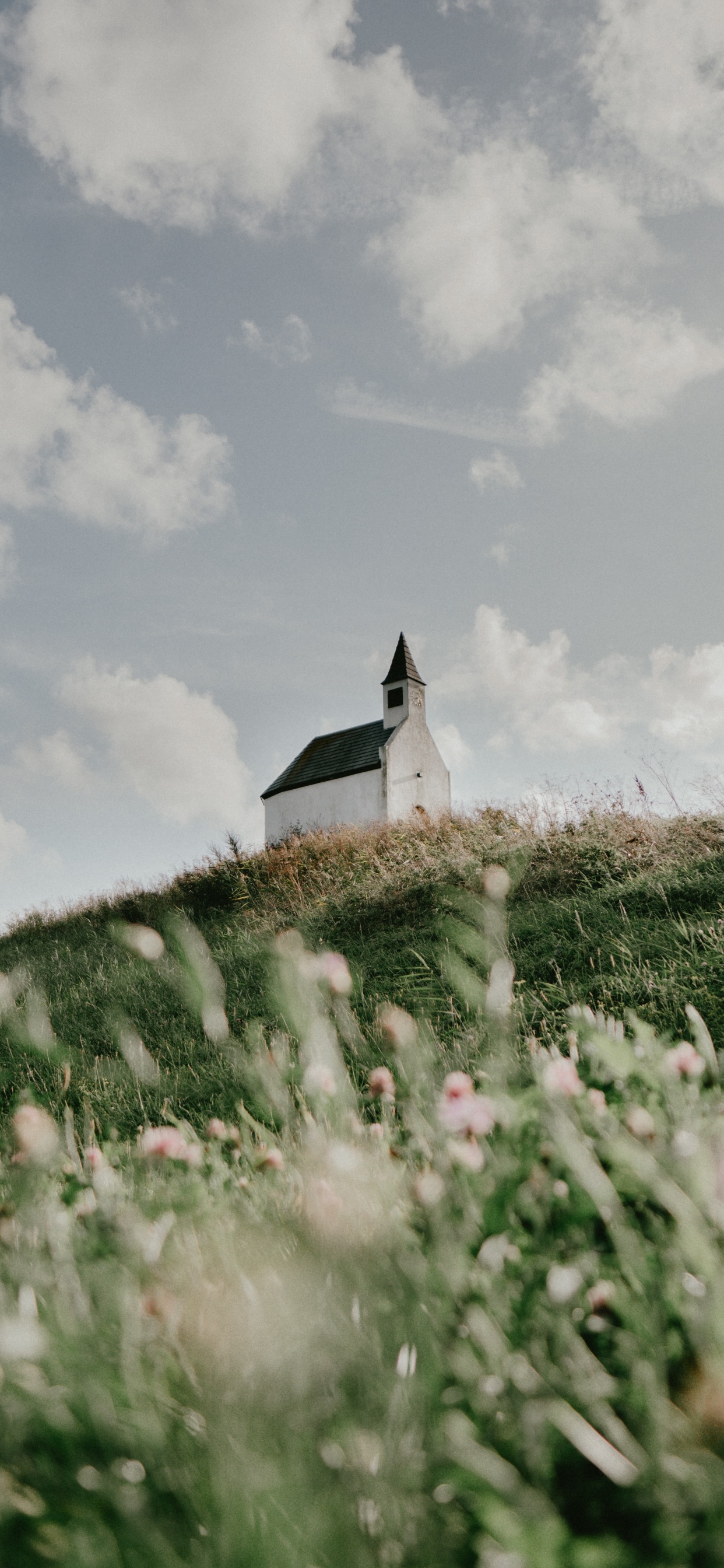 Обои лето, семейство травы, весна, растение, цветок в разрешении 1242x2688