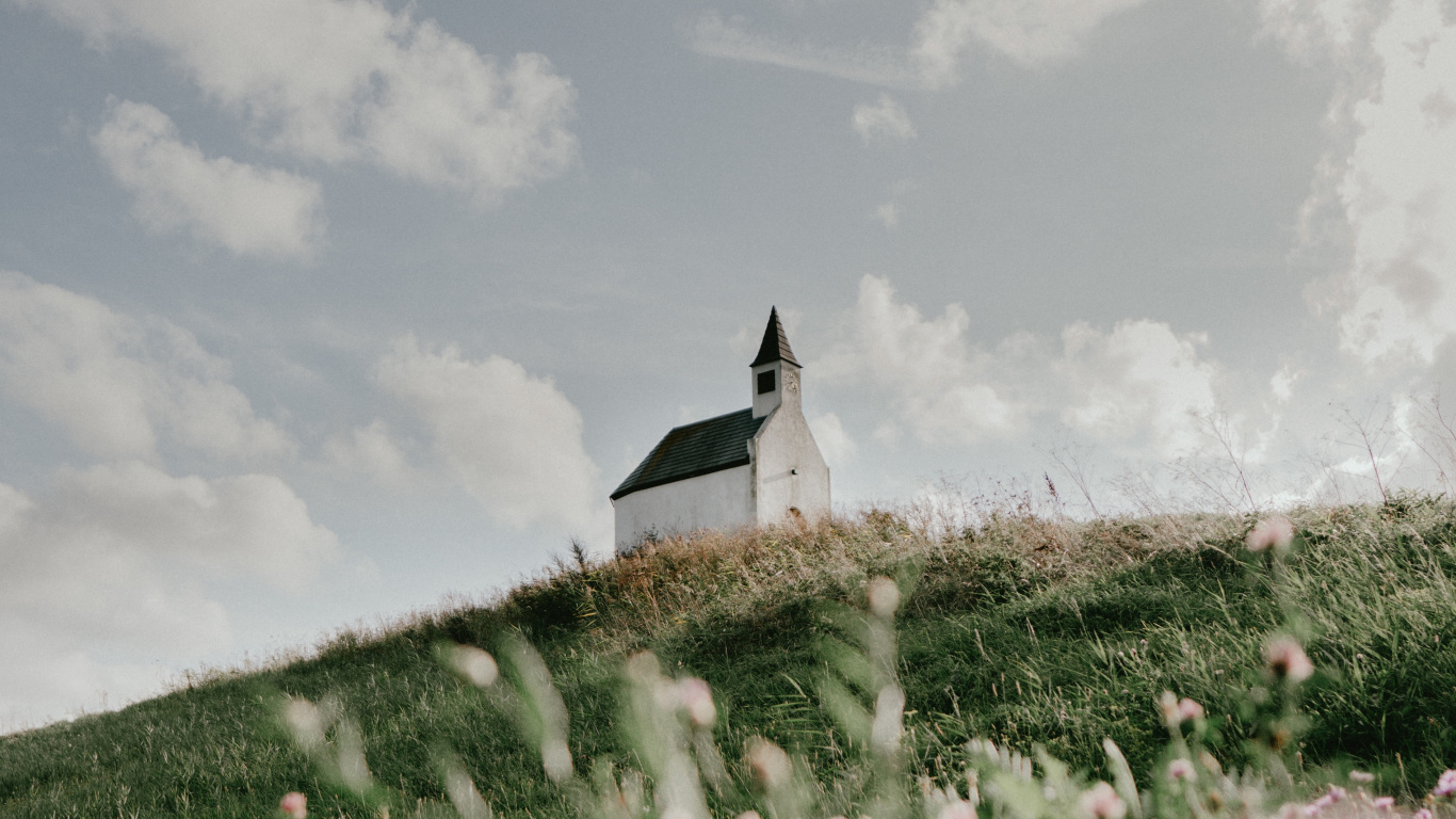 Обои лето, семейство травы, весна, растение, цветок в разрешении 1366x768