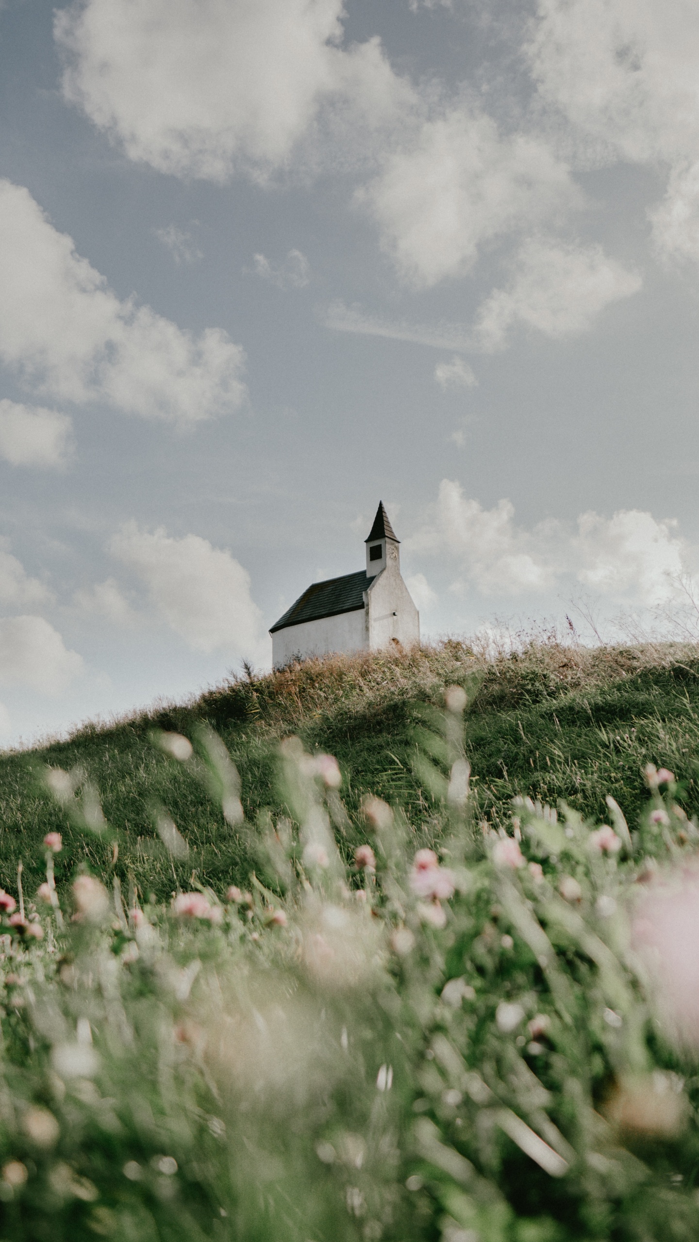 Обои лето, семейство травы, весна, растение, цветок в разрешении 1440x2560