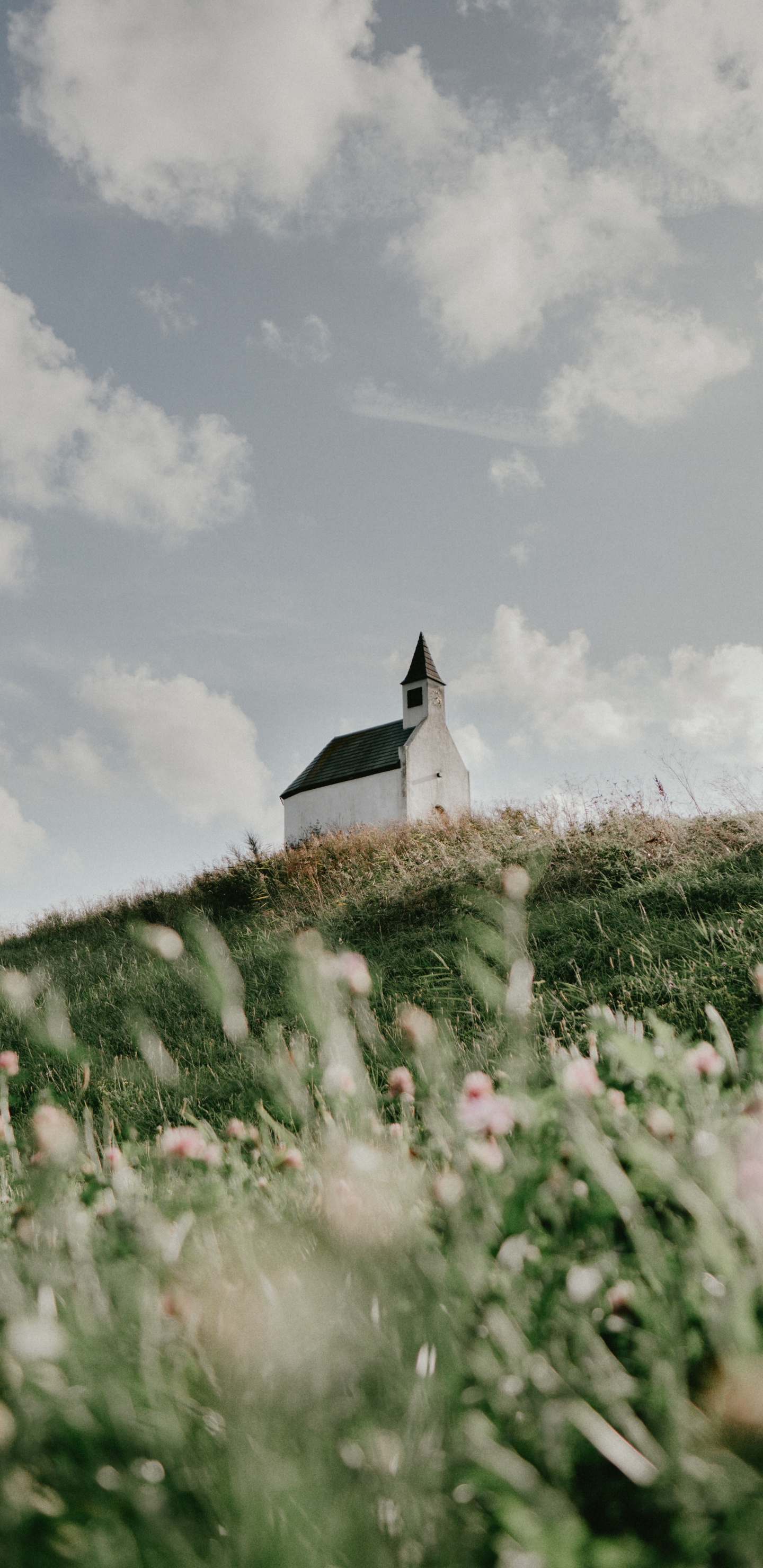 Обои лето, семейство травы, весна, растение, цветок в разрешении 1440x2960