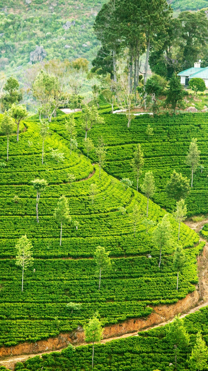 Обои нагорье, плантация, горная станция, терраса, поле в разрешении 720x1280