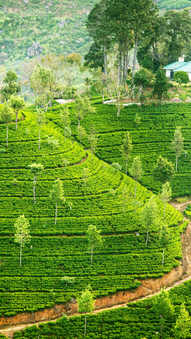 Обои нагорье, плантация, горная станция, терраса, поле в разрешении 750x1334