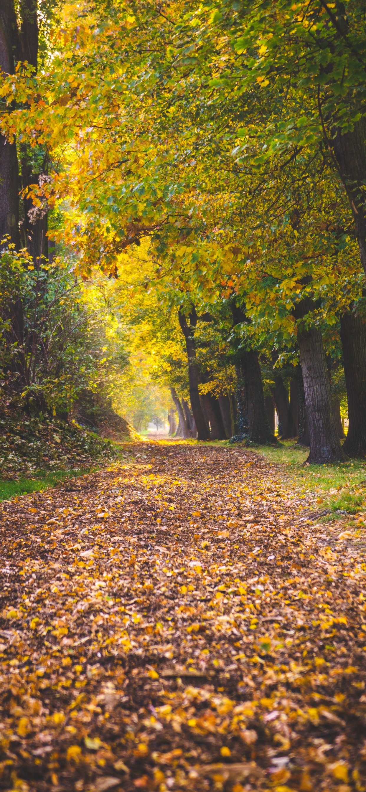 Обои дерево, лист, Люди в природе, листопадные, природа в разрешении 1242x2688