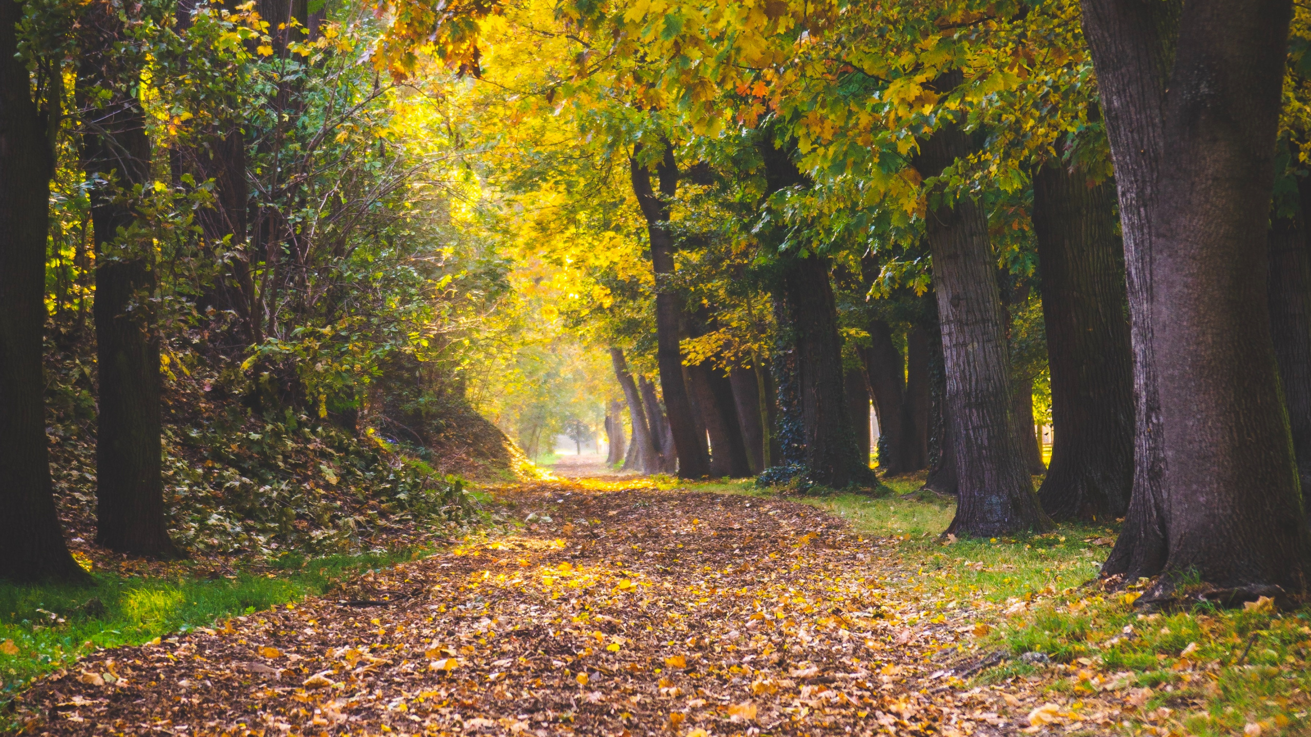 Обои дерево, лист, Люди в природе, листопадные, природа в разрешении 2560x1440