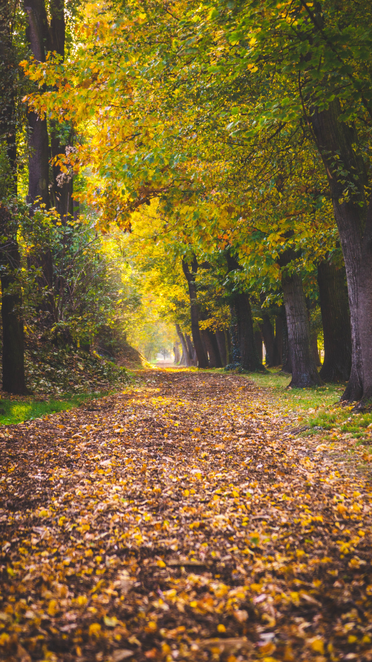 Обои дерево, лист, Люди в природе, листопадные, природа в разрешении 750x1334