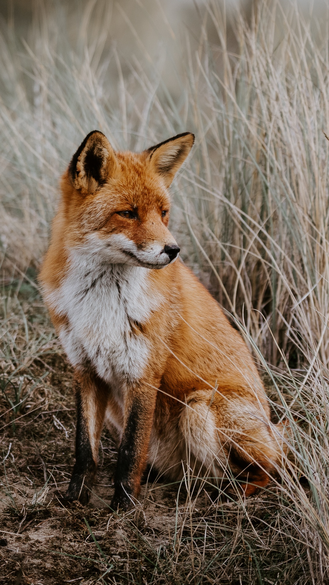 Обои рыжая лисица, лиса, Псовые, живая природа, красный волк в разрешении 1080x1920