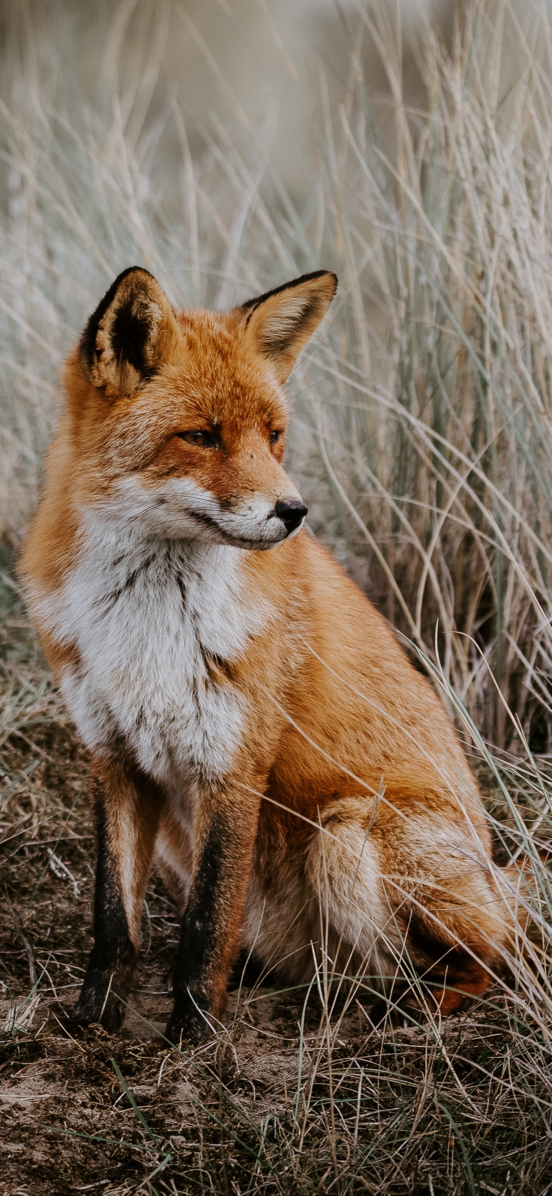Обои рыжая лисица, лиса, Псовые, живая природа, красный волк в разрешении 1125x2436