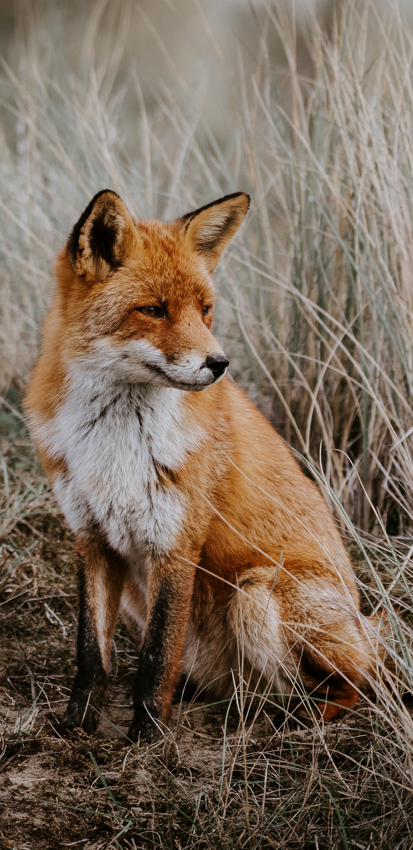 Обои рыжая лисица, лиса, Псовые, живая природа, красный волк в разрешении 1440x2960