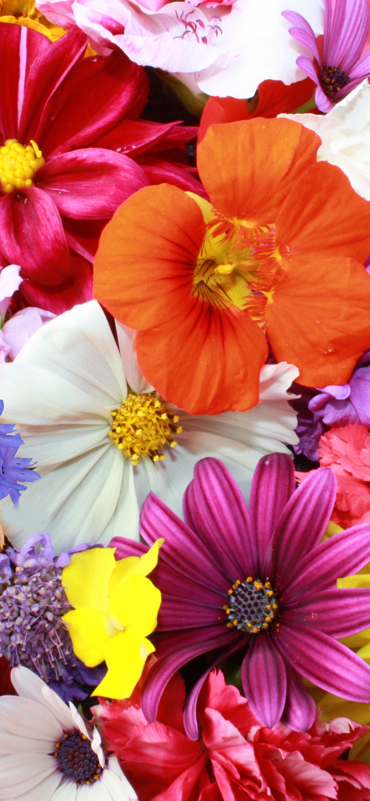 Обои цветок, цветочный дизайн, лепесток, срезанные цветы, растение в разрешении 1242x2688