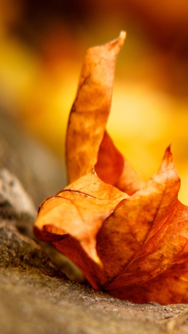 Обои осень, листьев, Осенняя окраска листьев, макросъемка, натюрморт фотография в разрешении 720x1280