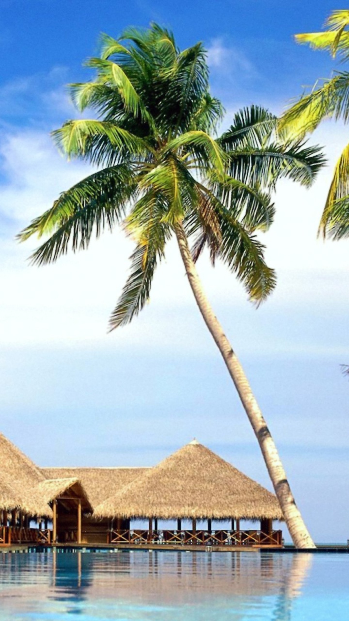 Обои пляж, море, тропическая зона, Пальма, отпуск в разрешении 720x1280