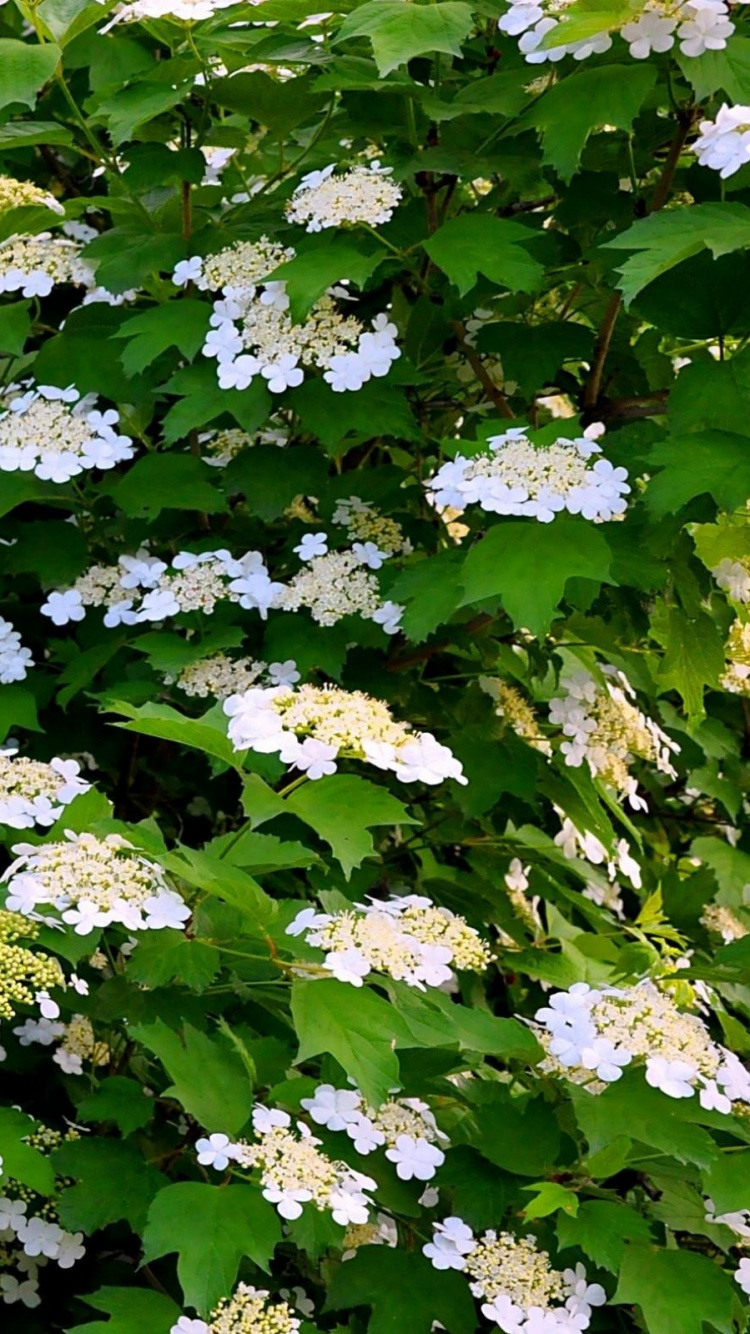 Обои ветвь, цветковое растение, растение, расцвет, весна в разрешении 750x1334