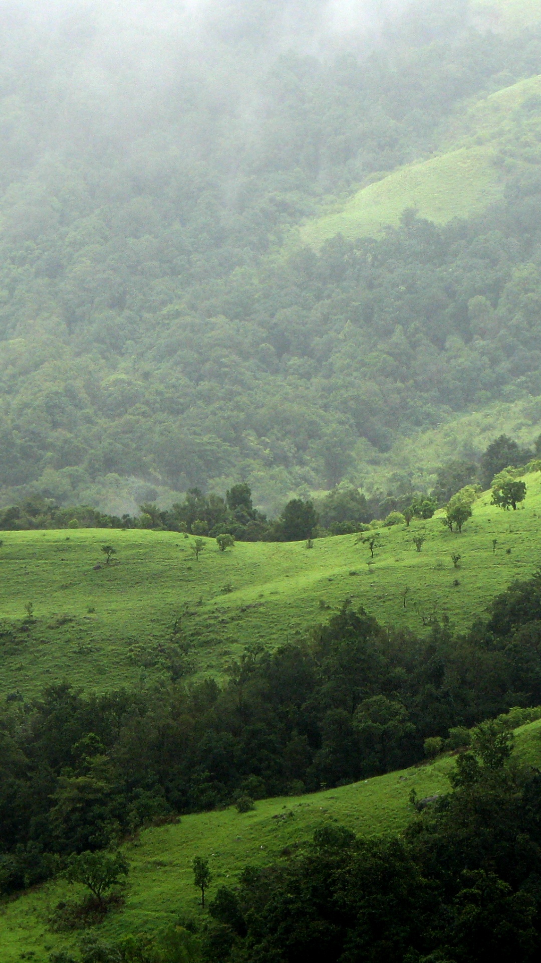 Обои Шола, сенокосное угодье, экосистема, нагорье, горный рельеф в разрешении 1080x1920