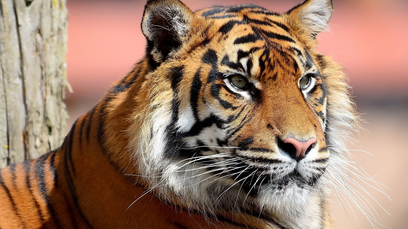 Обои живая природа, наземные животные, Амурский тигр, кошачьих, Лев в разрешении 1366x768