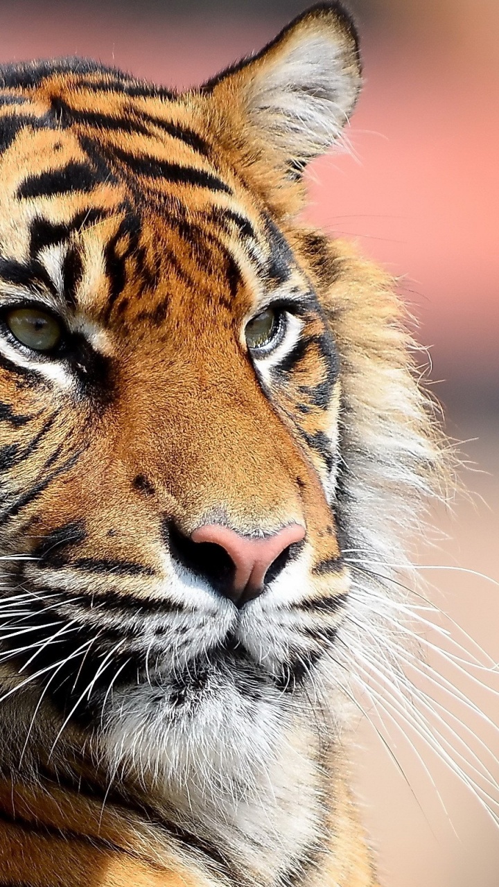 Обои живая природа, наземные животные, Амурский тигр, кошачьих, Лев в разрешении 720x1280