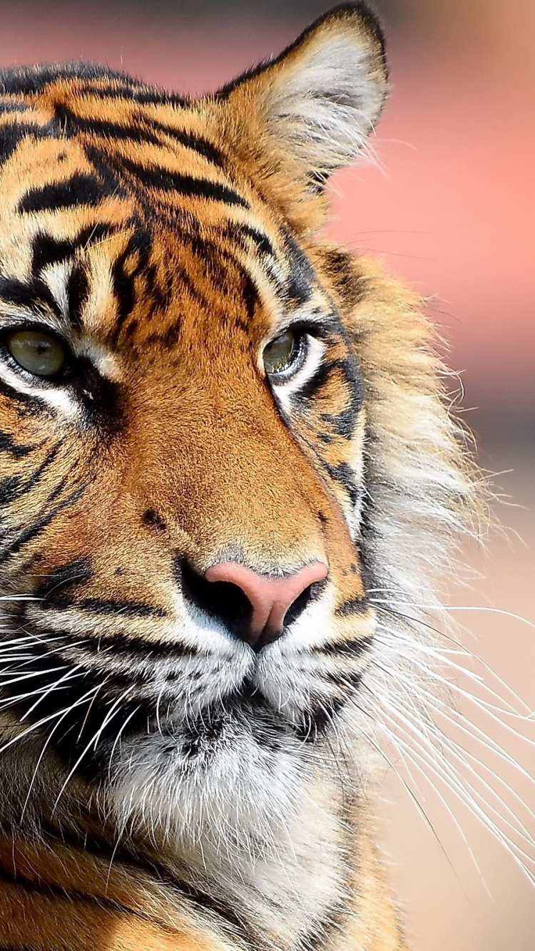 Обои живая природа, наземные животные, Амурский тигр, кошачьих, Лев в разрешении 750x1334