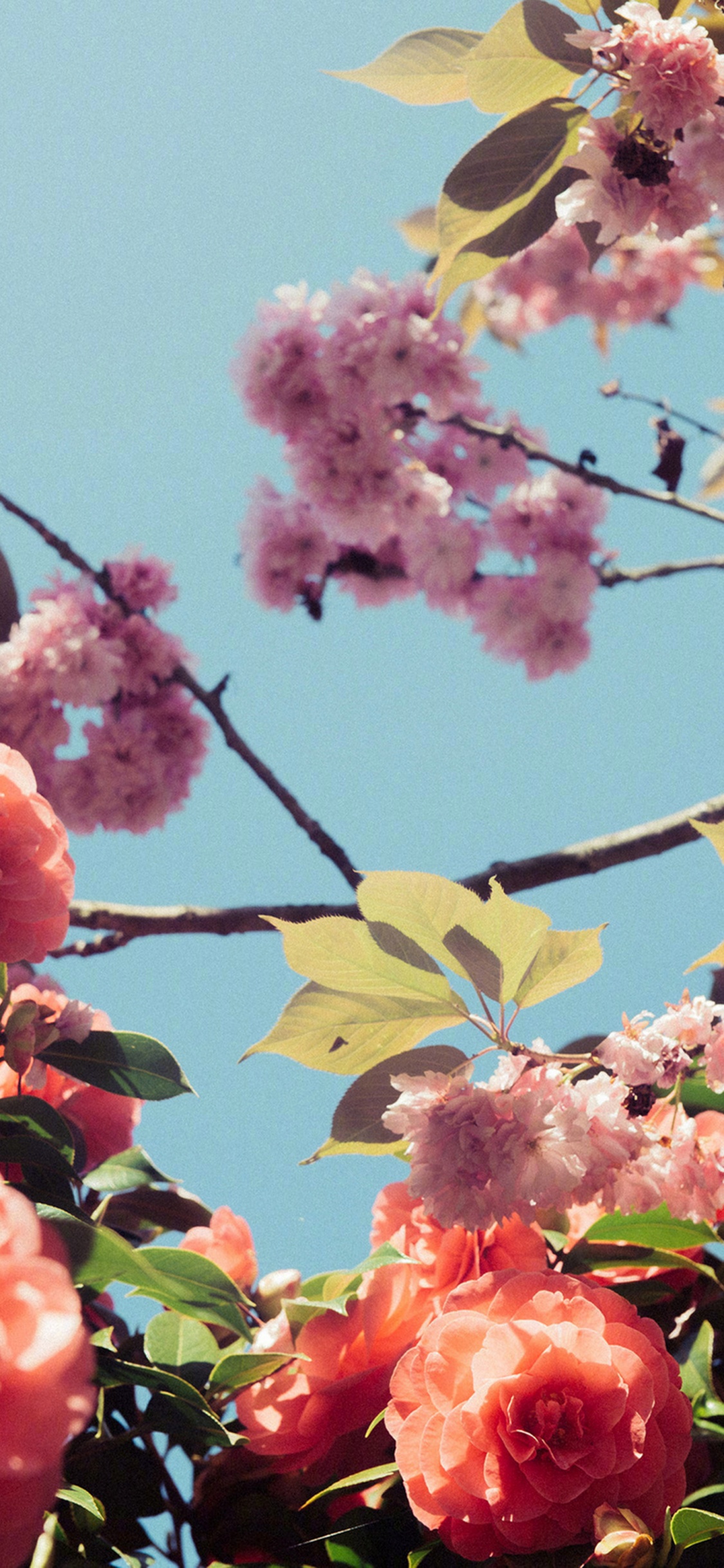 Обои расцвет, цветение вишни, цветковое растение, Слива, цветок в разрешении 1125x2436