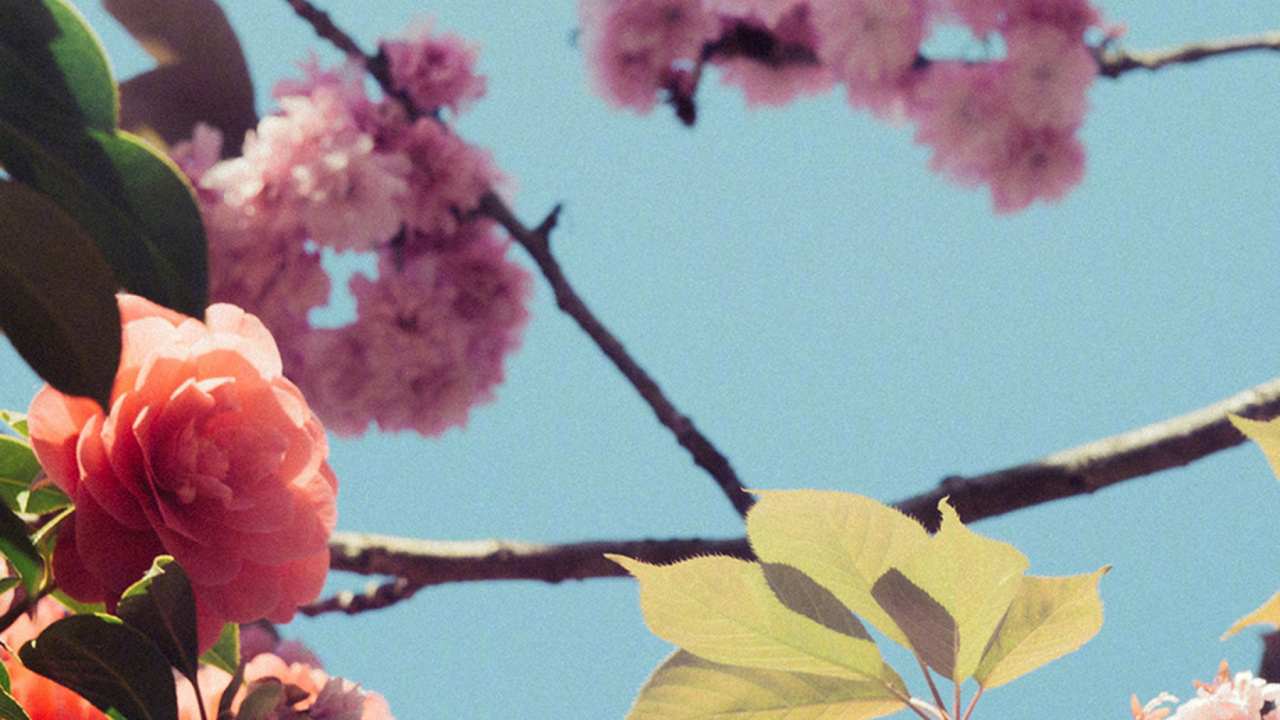 Обои расцвет, цветение вишни, цветковое растение, Слива, цветок в разрешении 1280x720