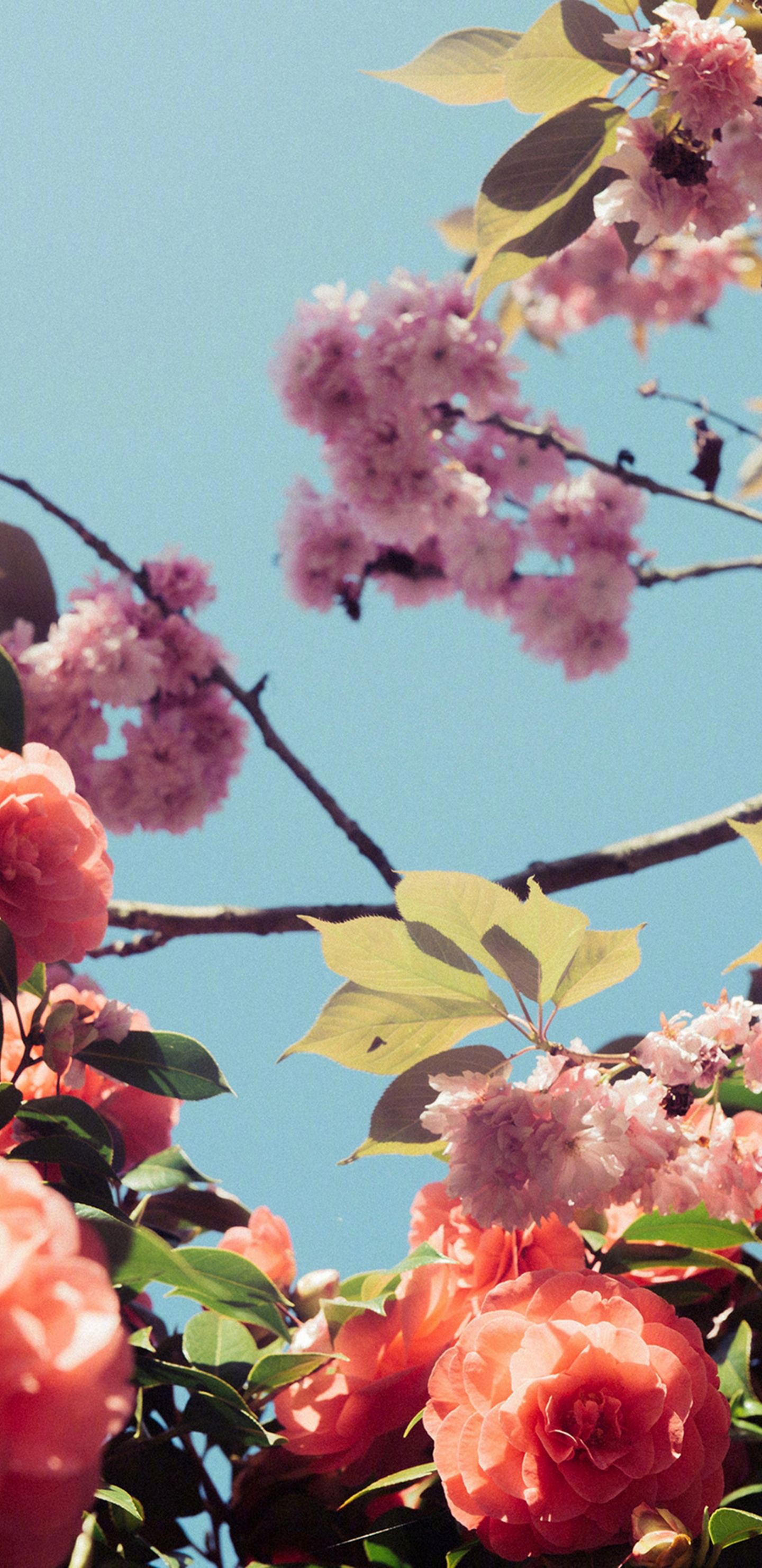 Обои расцвет, цветение вишни, цветковое растение, Слива, цветок в разрешении 1440x2960