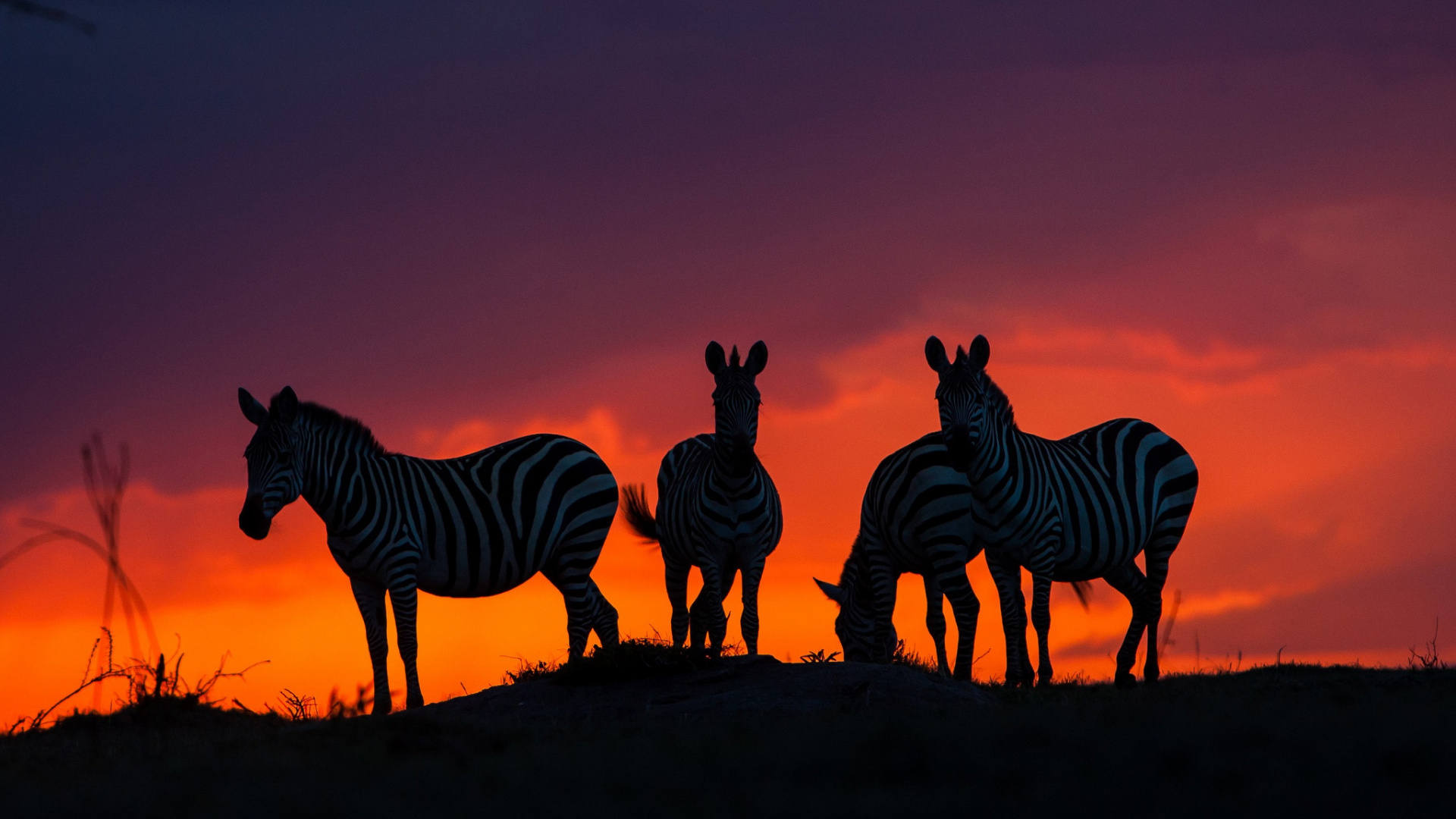 Обои Саванна, закат, зебра, живая природа, силуэт в разрешении 1920x1080