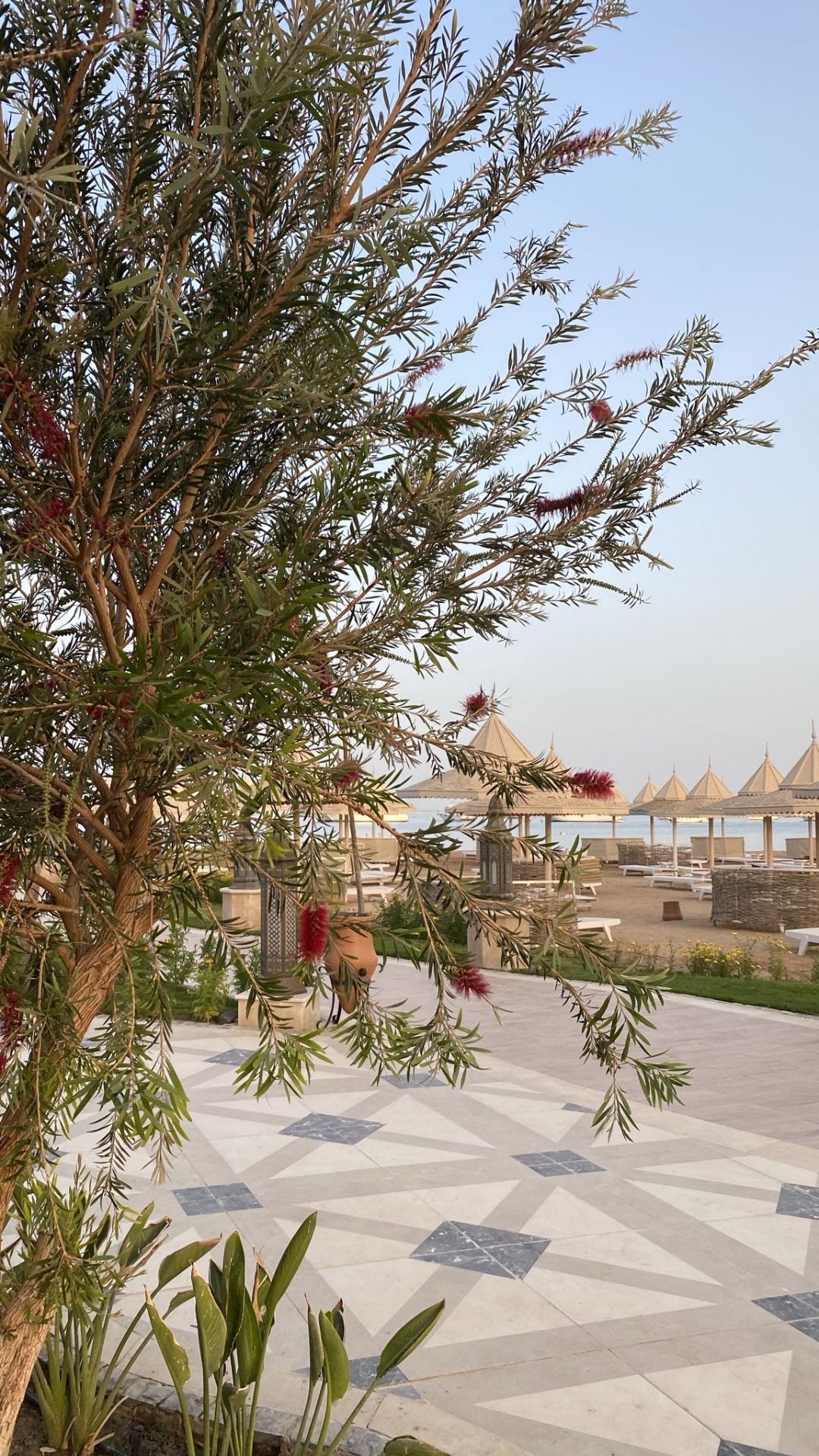 Обои Флора, пальмовые рощи, растение, растительность, дерево в разрешении 1080x1920