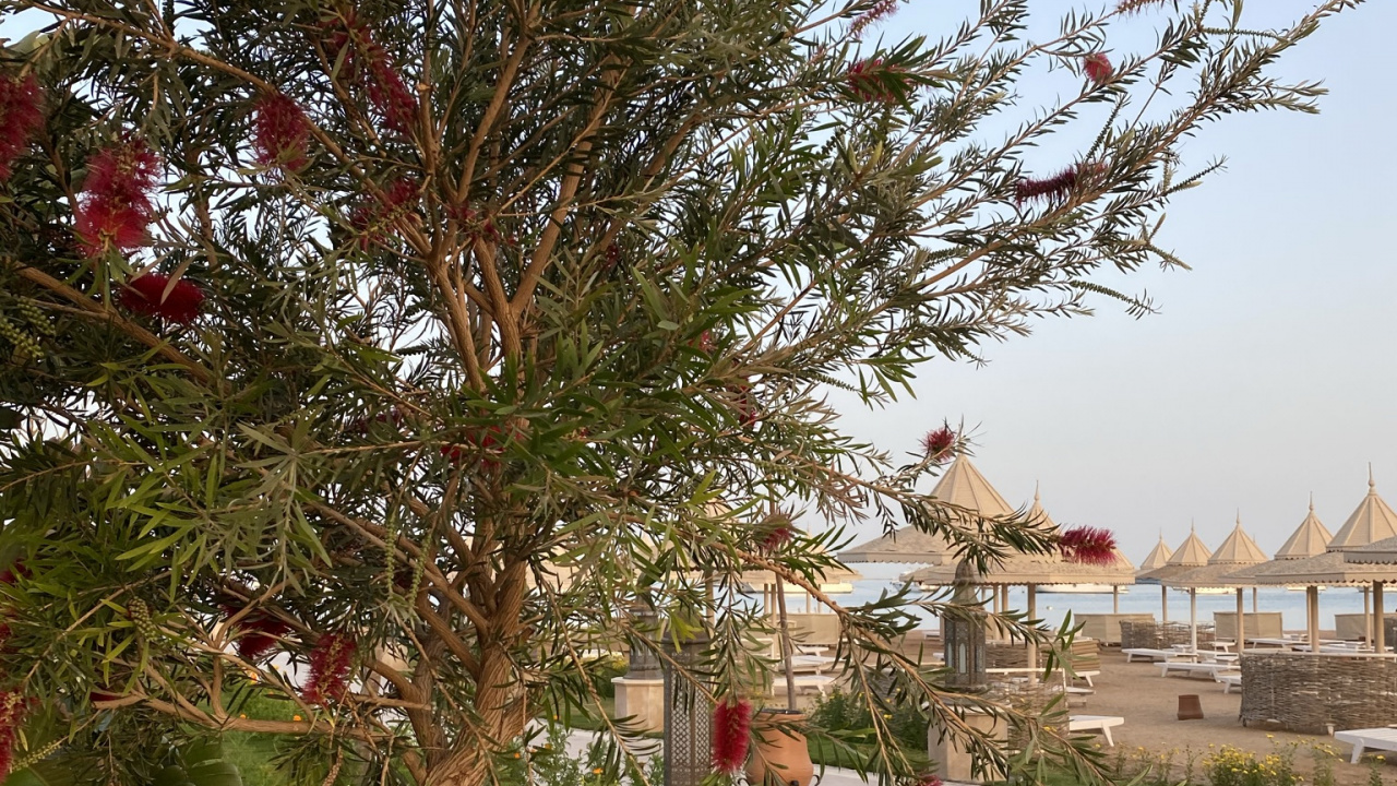 Обои Флора, пальмовые рощи, растение, растительность, дерево в разрешении 1280x720