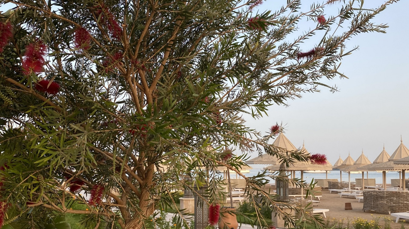 Обои Флора, пальмовые рощи, растение, растительность, дерево в разрешении 1366x768