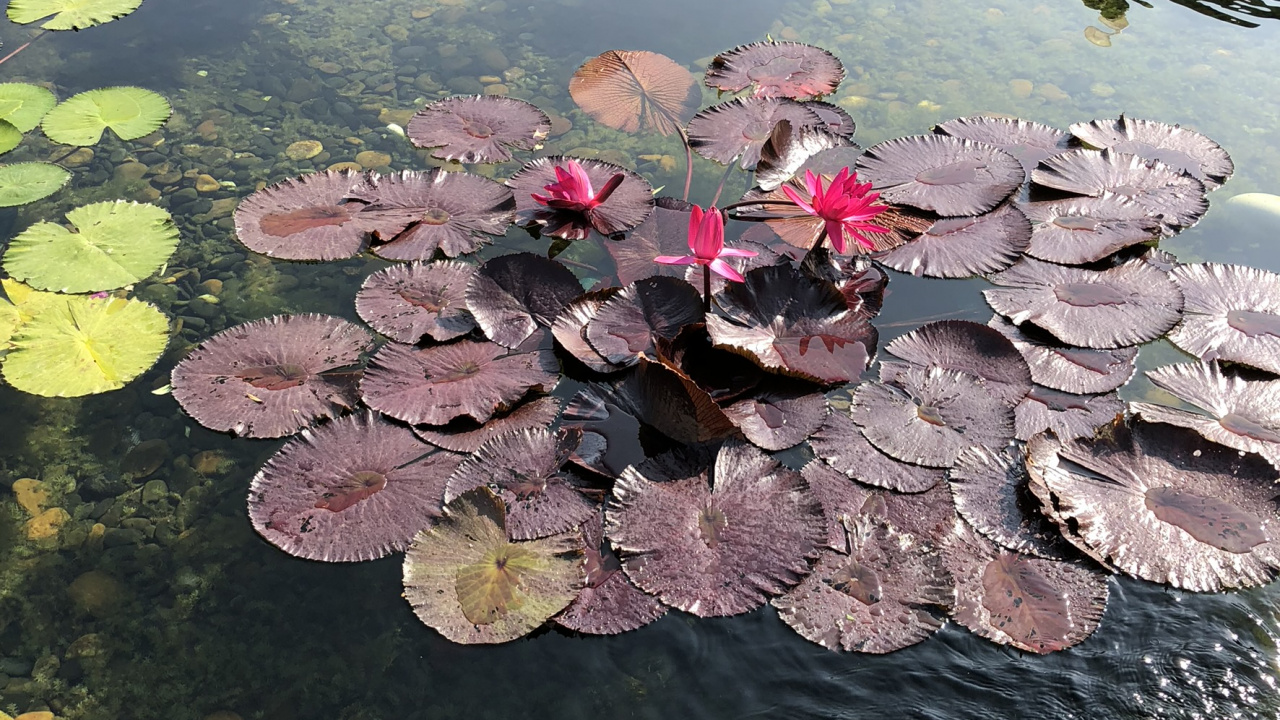 Обои вода, наука, рассада, биология, водоем в разрешении 1280x720