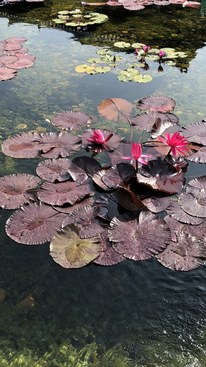 Обои вода, наука, рассада, биология, водоем в разрешении 720x1280