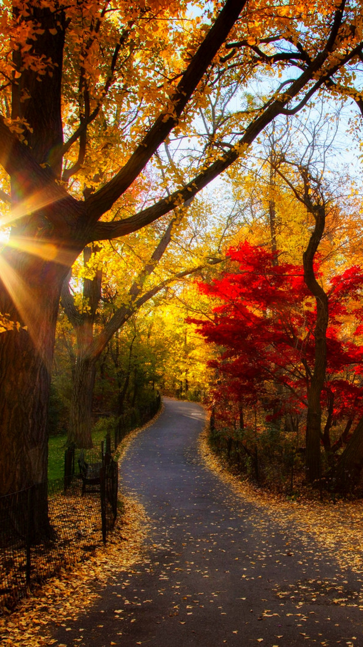 Обои осень, дерево, природа, лист, листопадные в разрешении 750x1334