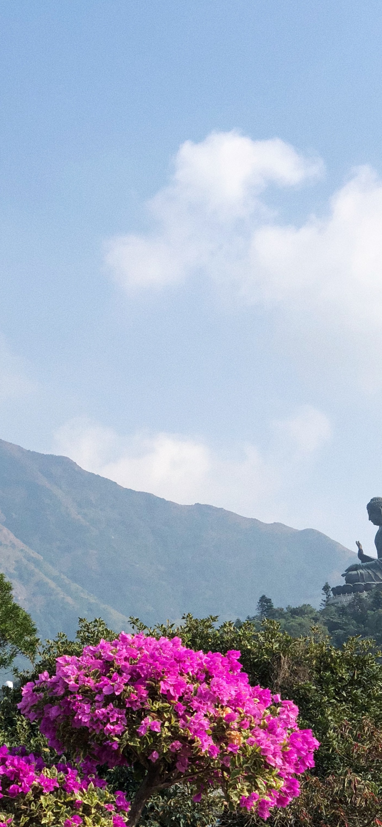 Обои растительность, горный рельеф, облако, цветок, растительное сообщество в разрешении 1242x2688