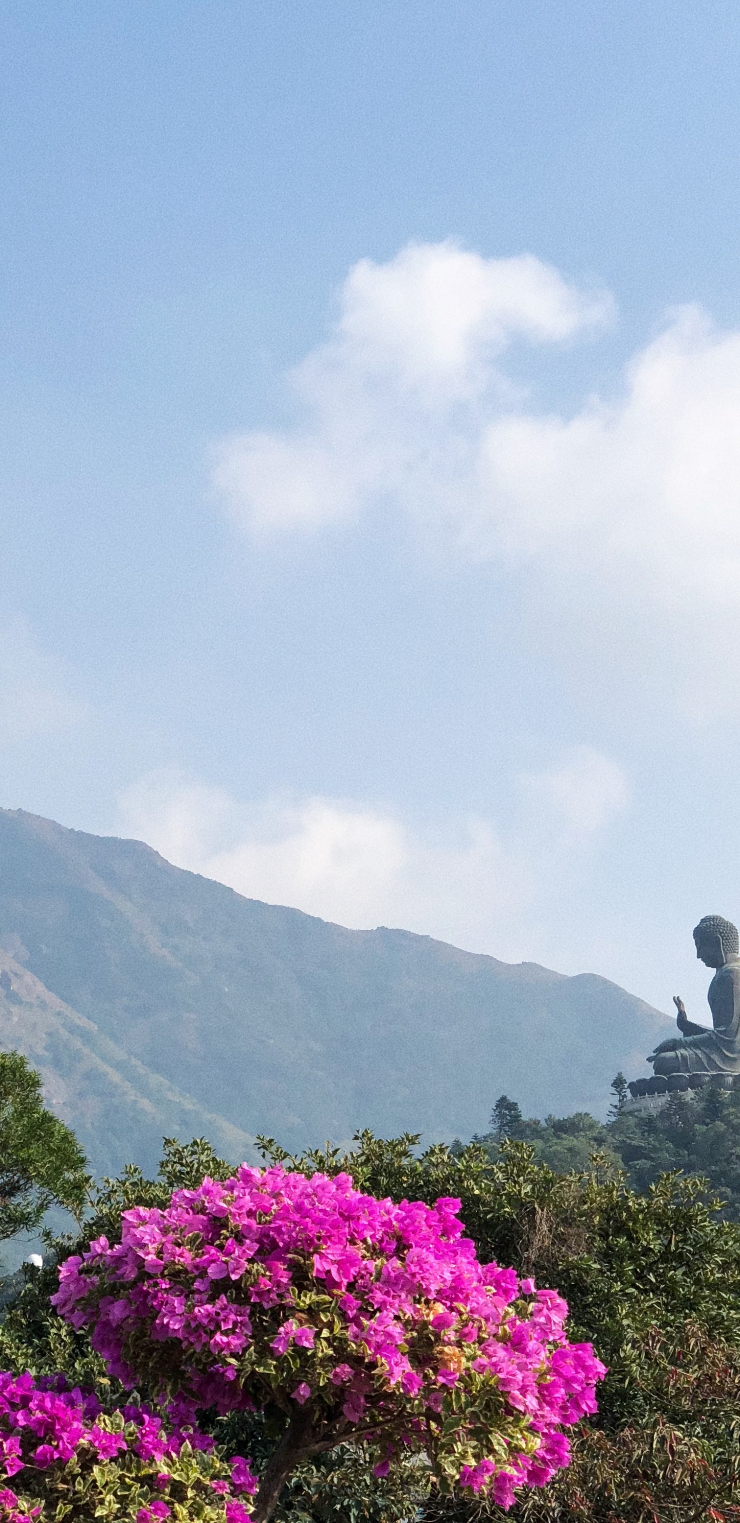 Обои растительность, горный рельеф, облако, цветок, растительное сообщество в разрешении 1440x2960