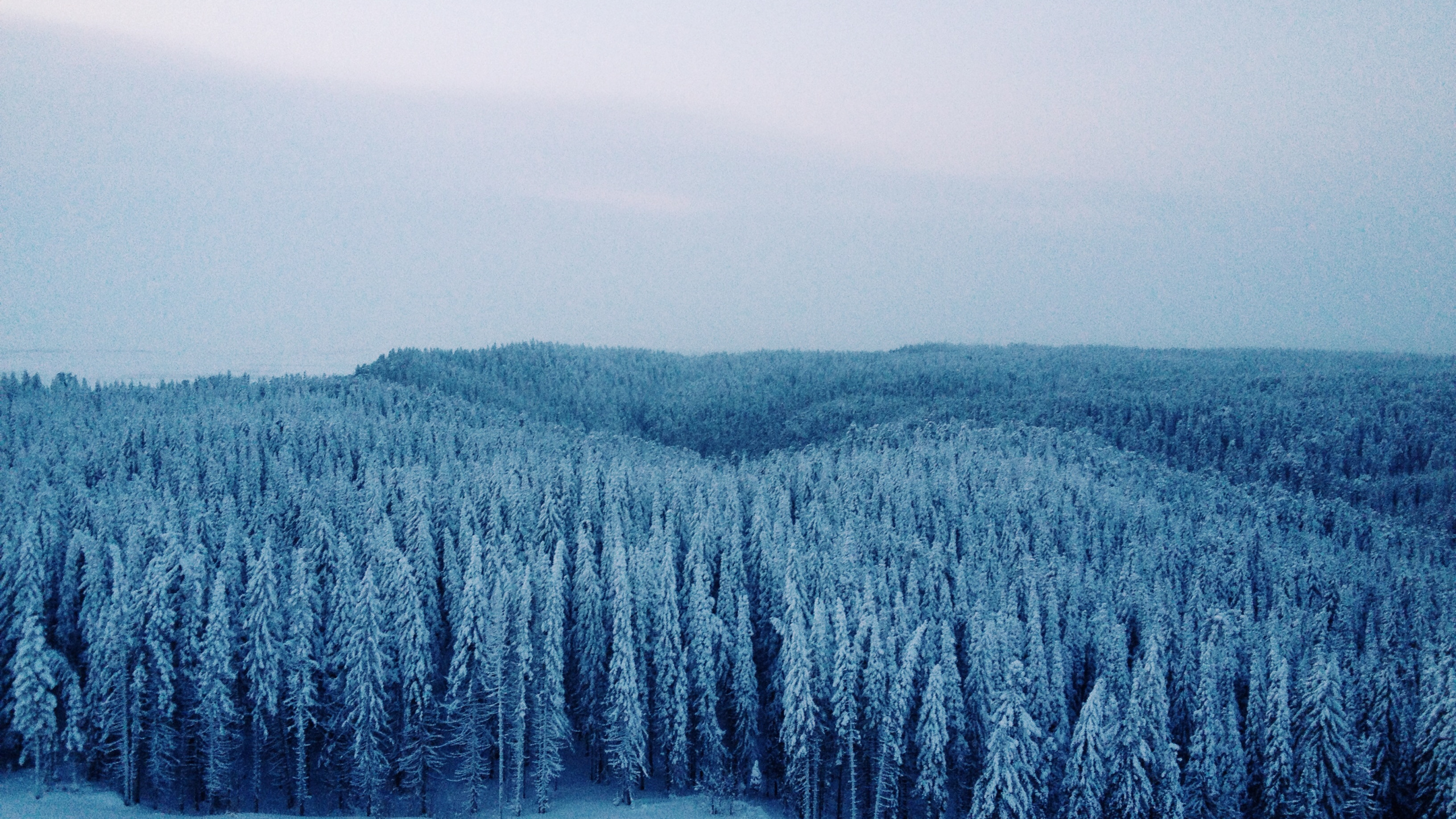 Обои Сибирь, зима, снег, дерево, замораживание в разрешении 2560x1440