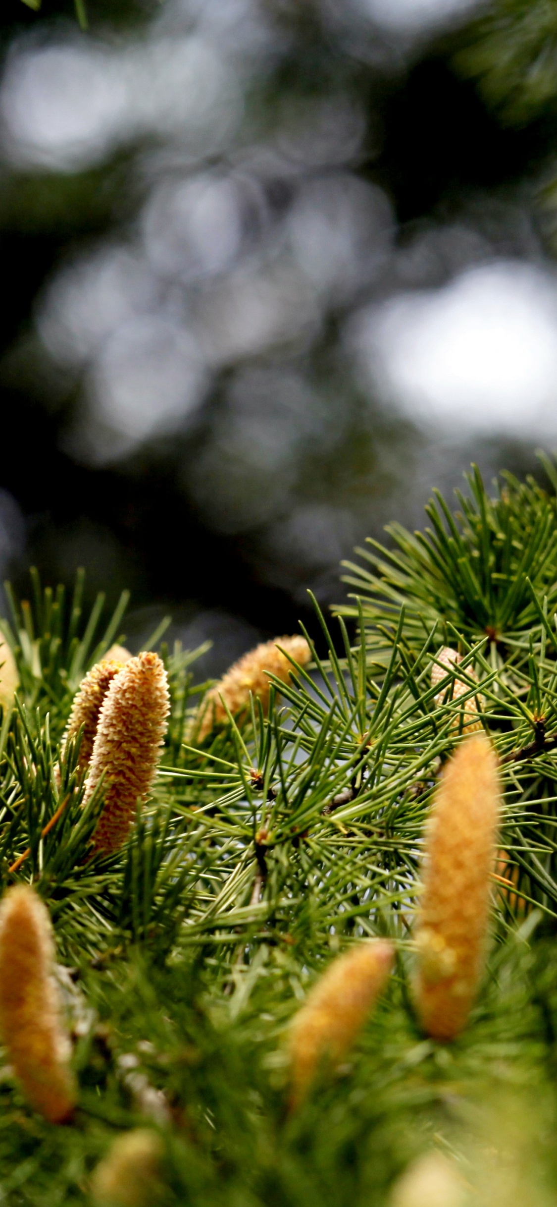 Обои ель, вечнозеленое растение, сосна, дерево, пихта в разрешении 1125x2436