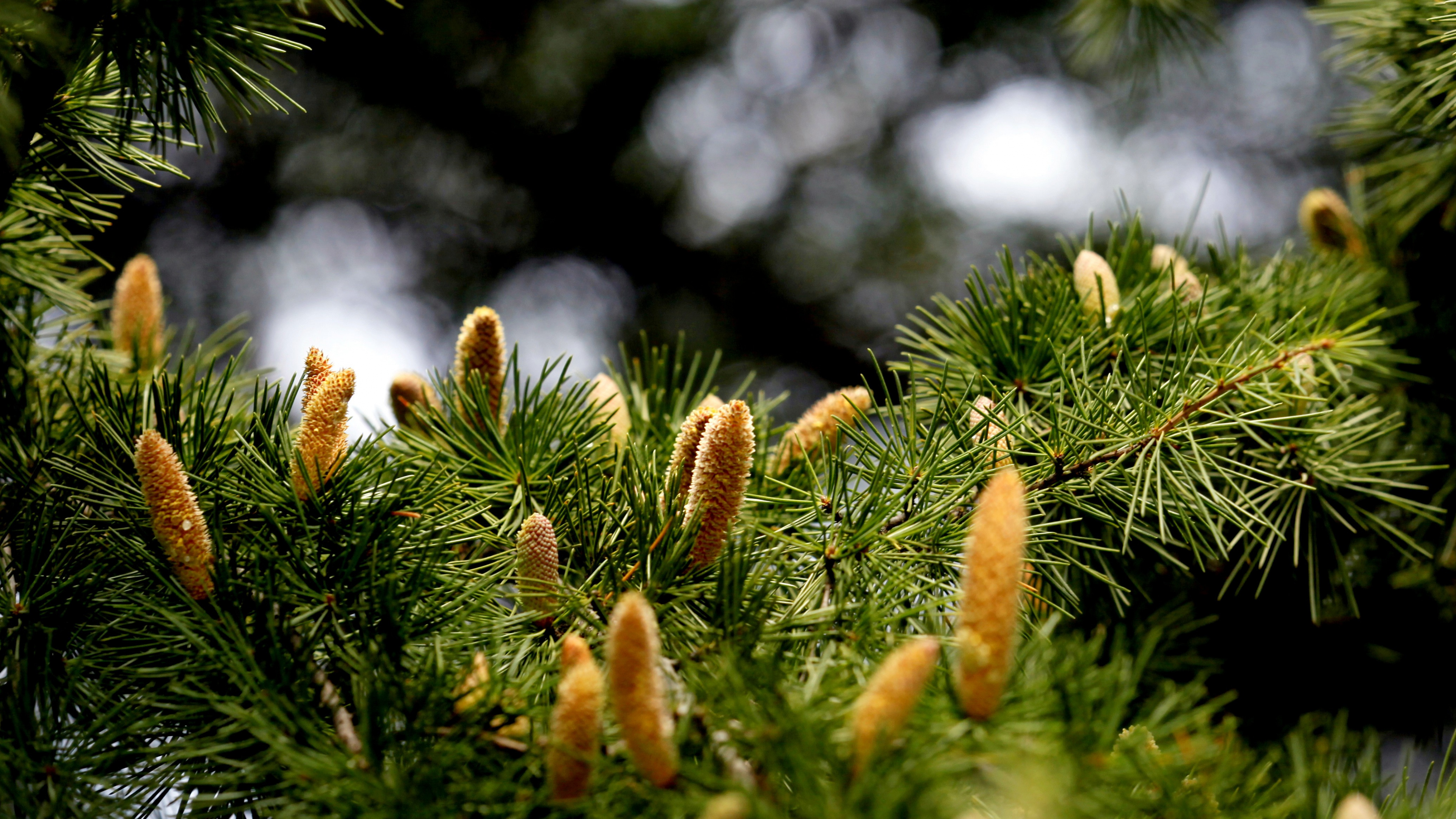 Обои ель, вечнозеленое растение, сосна, дерево, пихта в разрешении 3840x2160